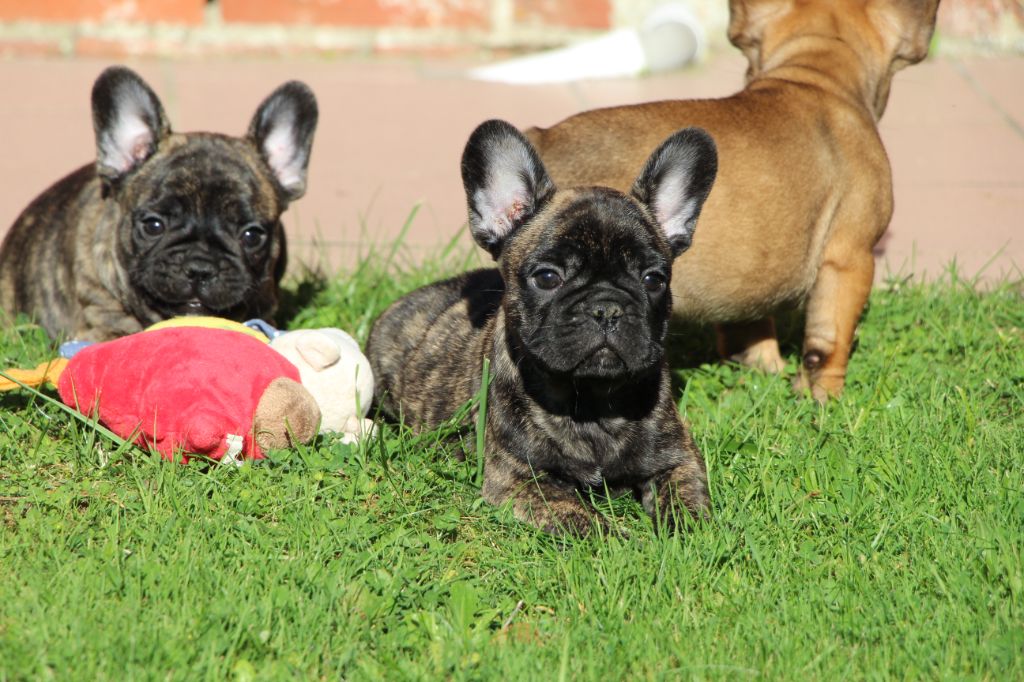 chiot Bouledogue français des Dunes de Mondopale