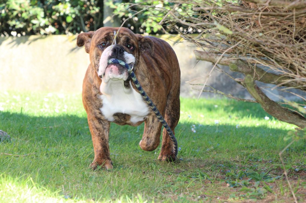 des Dunes de Mondopale - Chiot disponible  - Bulldog Anglais