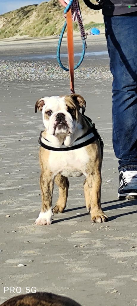 des Dunes de Mondopale - Chiot disponible  - Bulldog Anglais