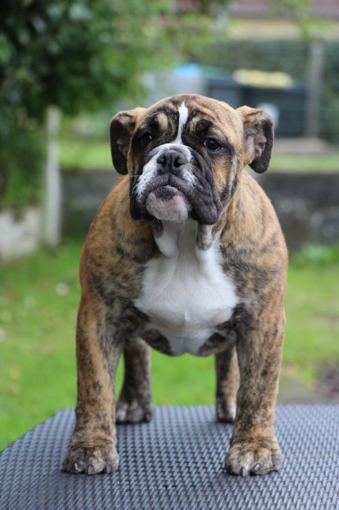 Volga des Dunes de Mondopale