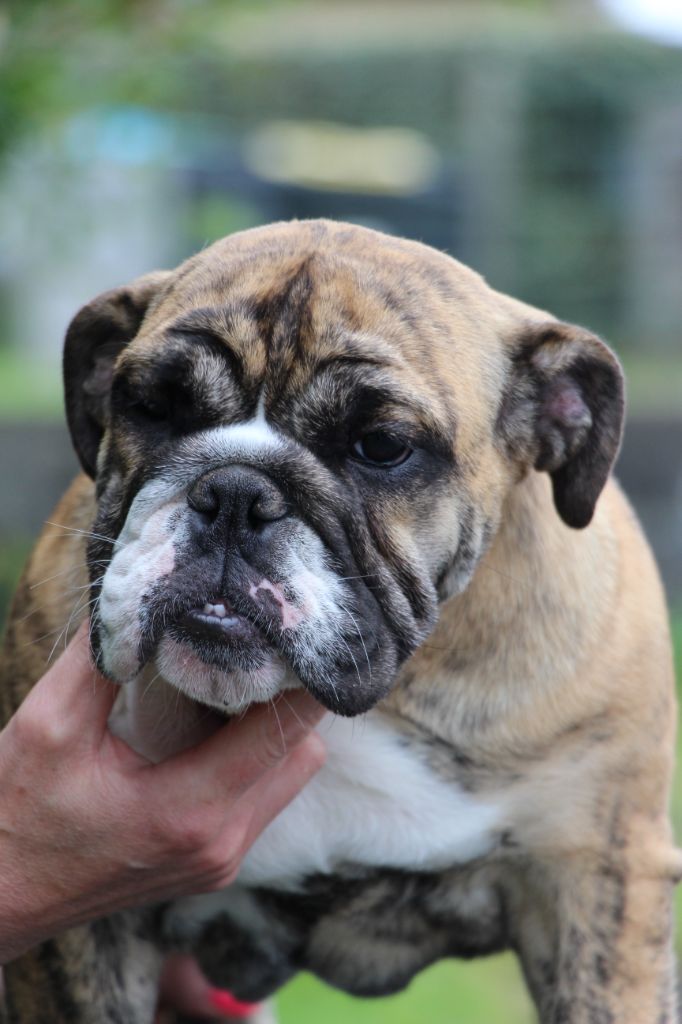 Verna des Dunes de Mondopale