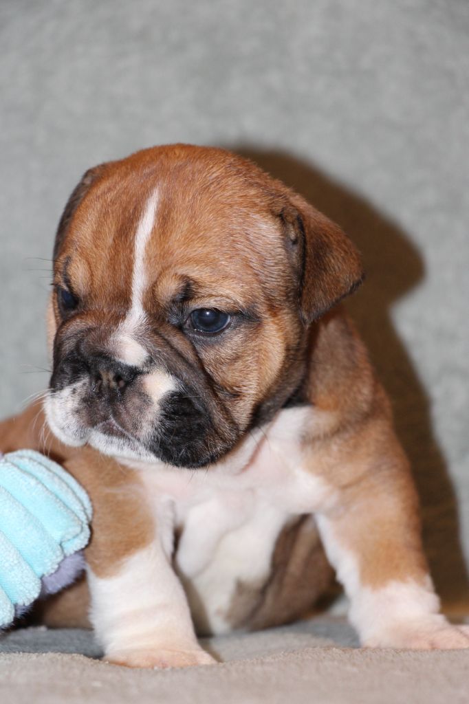 des Dunes de Mondopale - Chiots disponibles - Bulldog Anglais