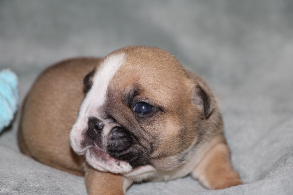 des Dunes de Mondopale - Chiots disponibles - Bulldog Anglais