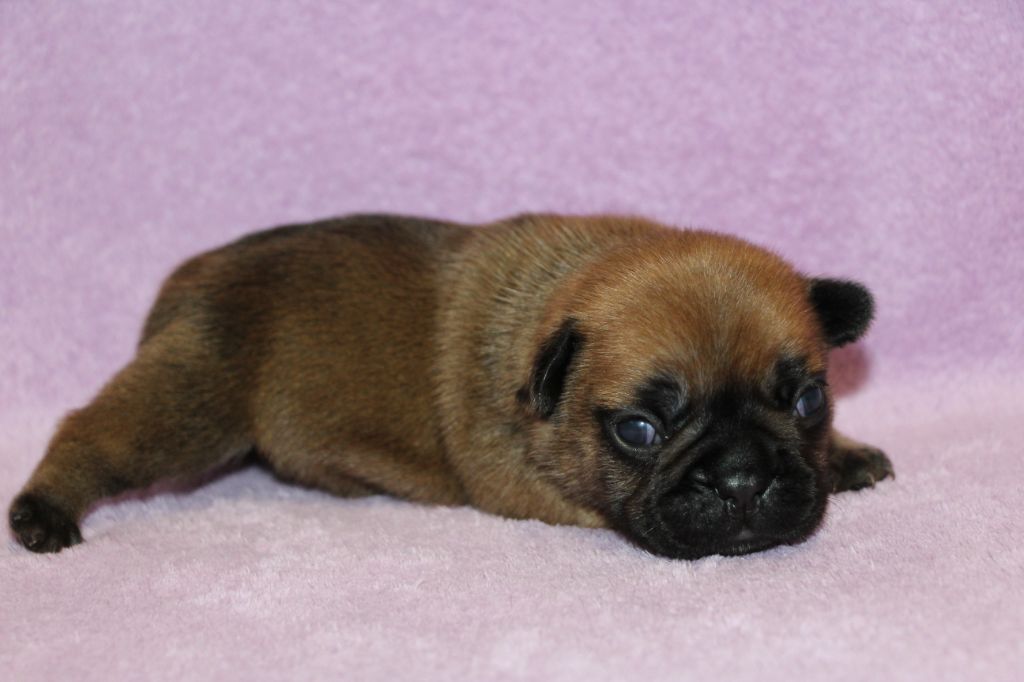 des Dunes de Mondopale - Chiots disponibles - Bouledogue français