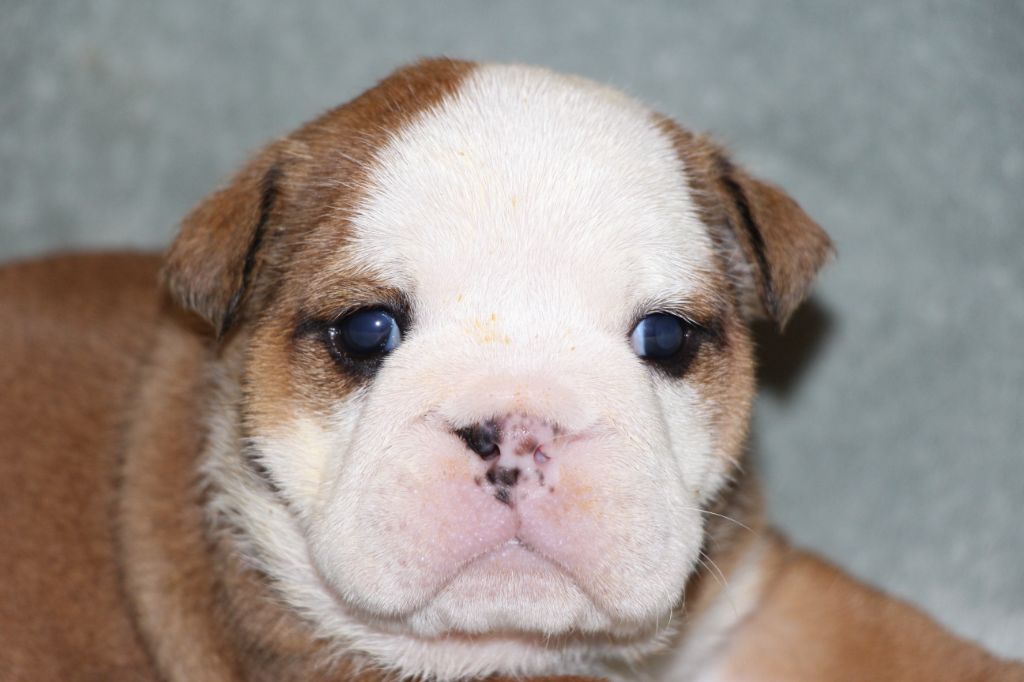 des Dunes de Mondopale - Chiots disponibles - Bulldog Anglais