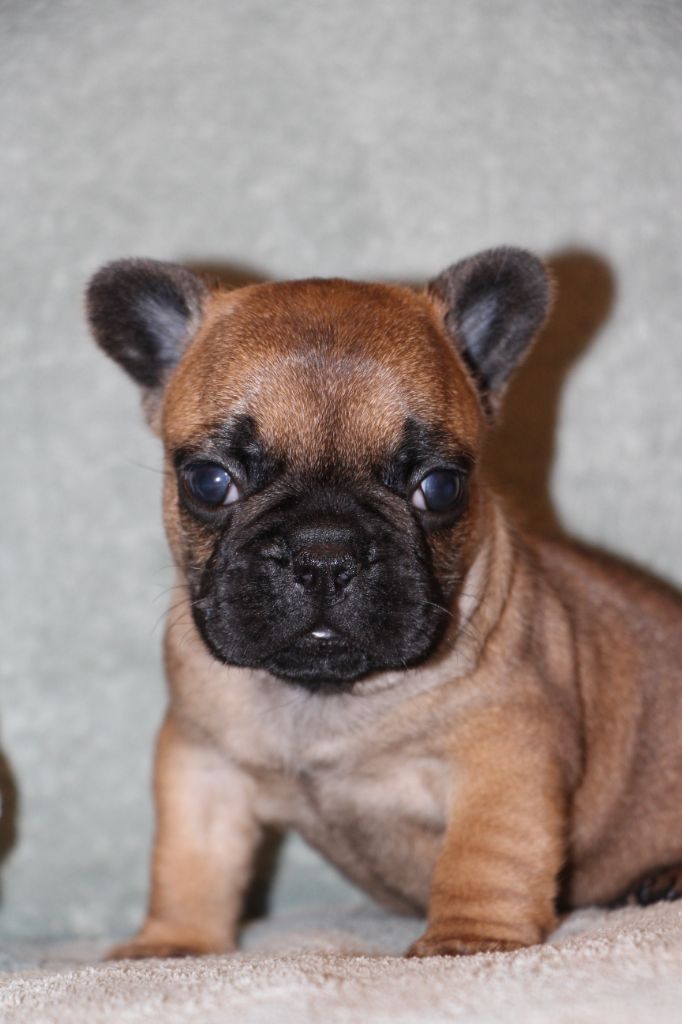 des Dunes de Mondopale - Chiots disponibles - Bouledogue français