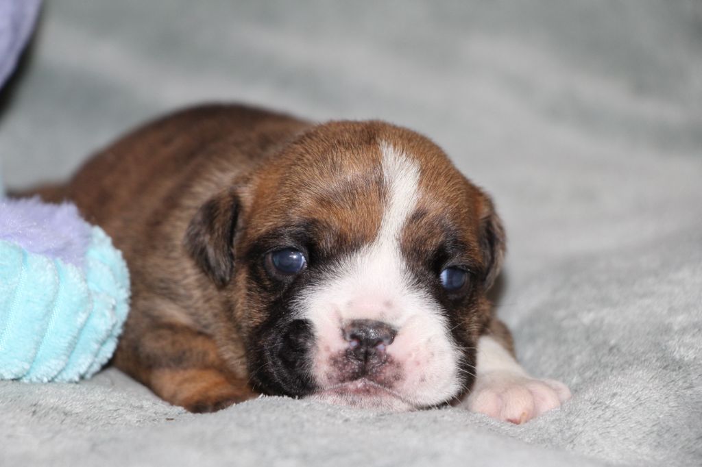 des Dunes de Mondopale - Chiots disponibles - Bulldog Anglais