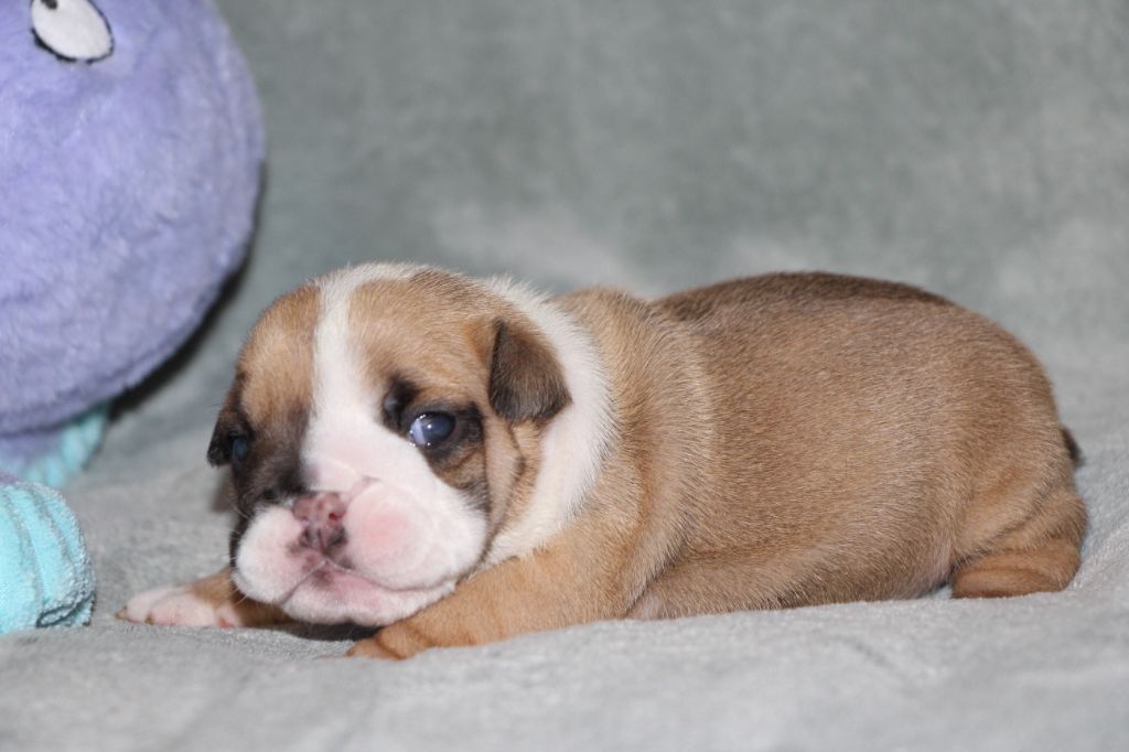 des Dunes de Mondopale - Chiots disponibles - Bulldog Anglais