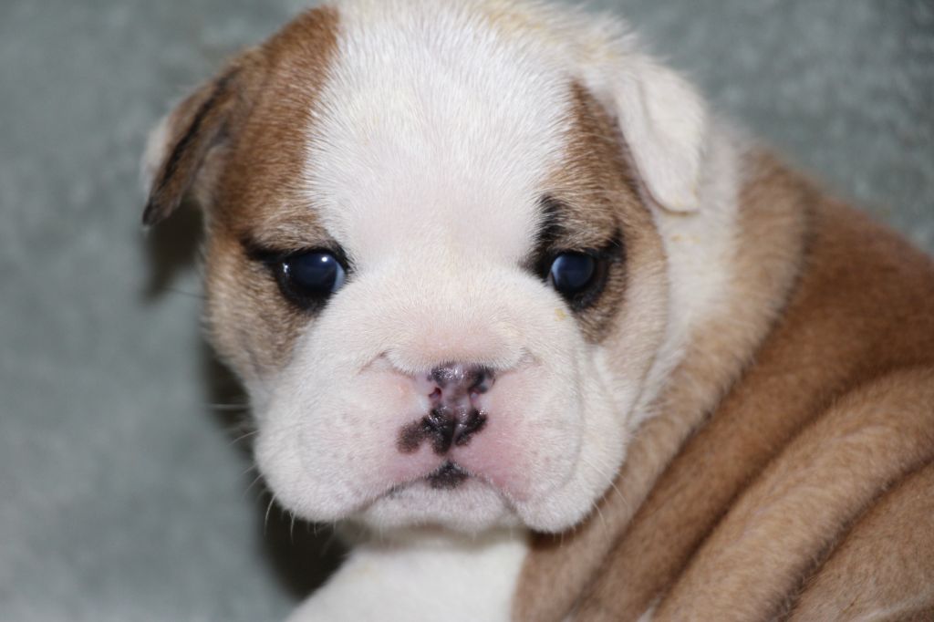 des Dunes de Mondopale - Chiots disponibles - Bulldog Anglais