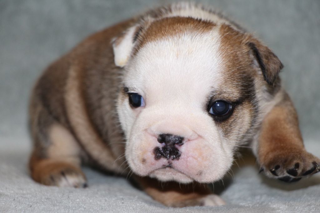 des Dunes de Mondopale - Chiots disponibles - Bulldog Anglais