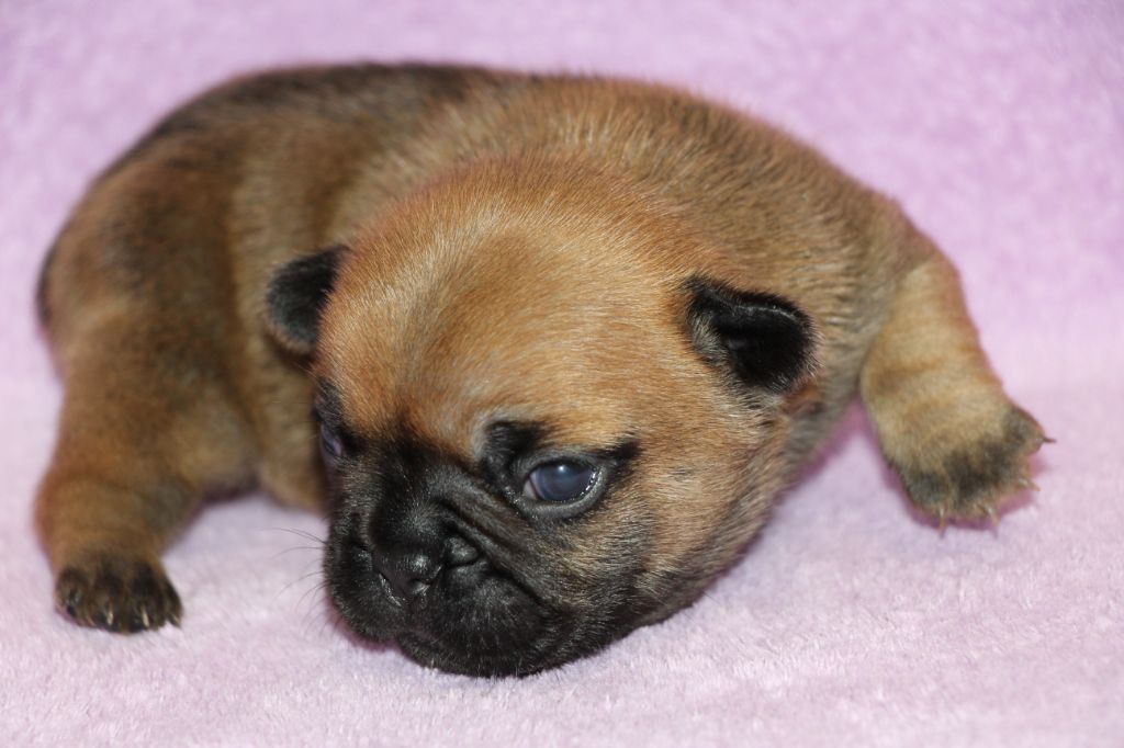 des Dunes de Mondopale - Chiots disponibles - Bouledogue français