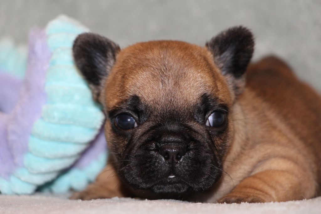 des Dunes de Mondopale - Chiots disponibles - Bouledogue français