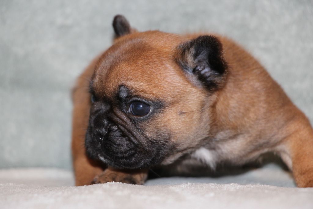 des Dunes de Mondopale - Chiots disponibles - Bouledogue français