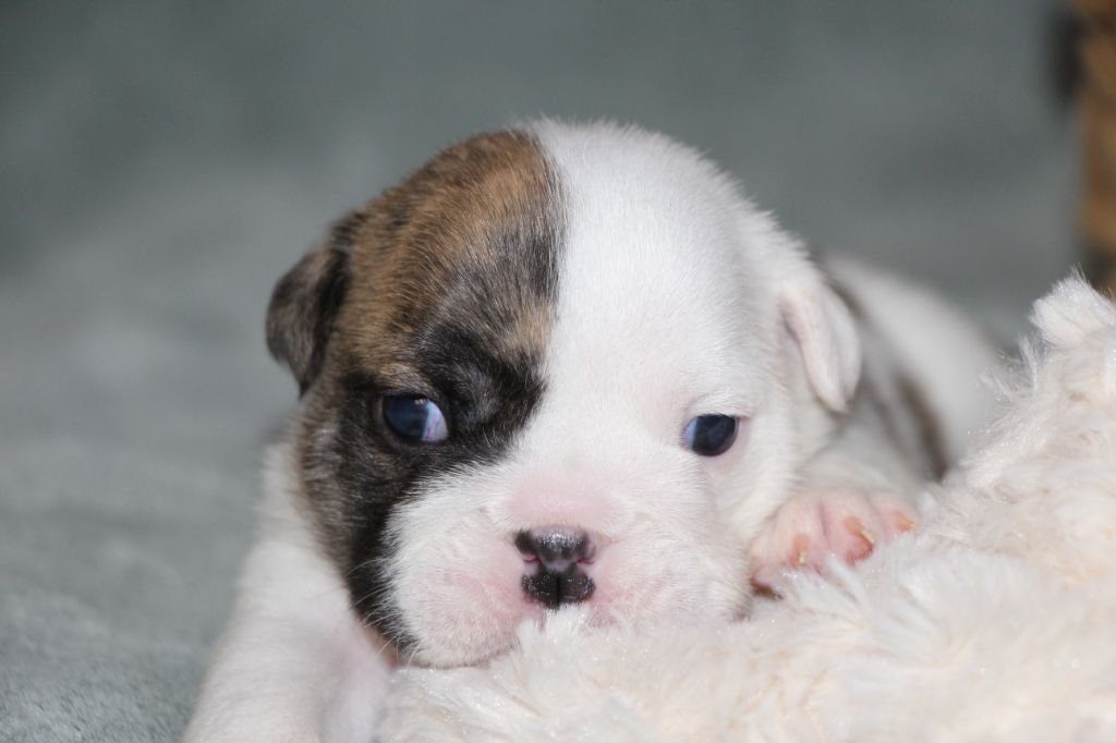 des Dunes de Mondopale - Chiots disponibles - Bulldog Anglais