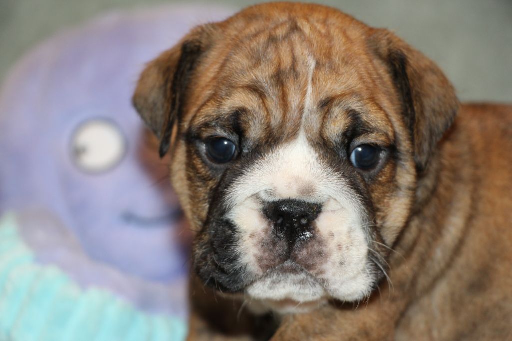 des Dunes de Mondopale - Chiots disponibles - Bulldog Anglais