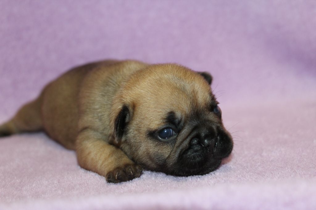 des Dunes de Mondopale - Chiots disponibles - Bouledogue français