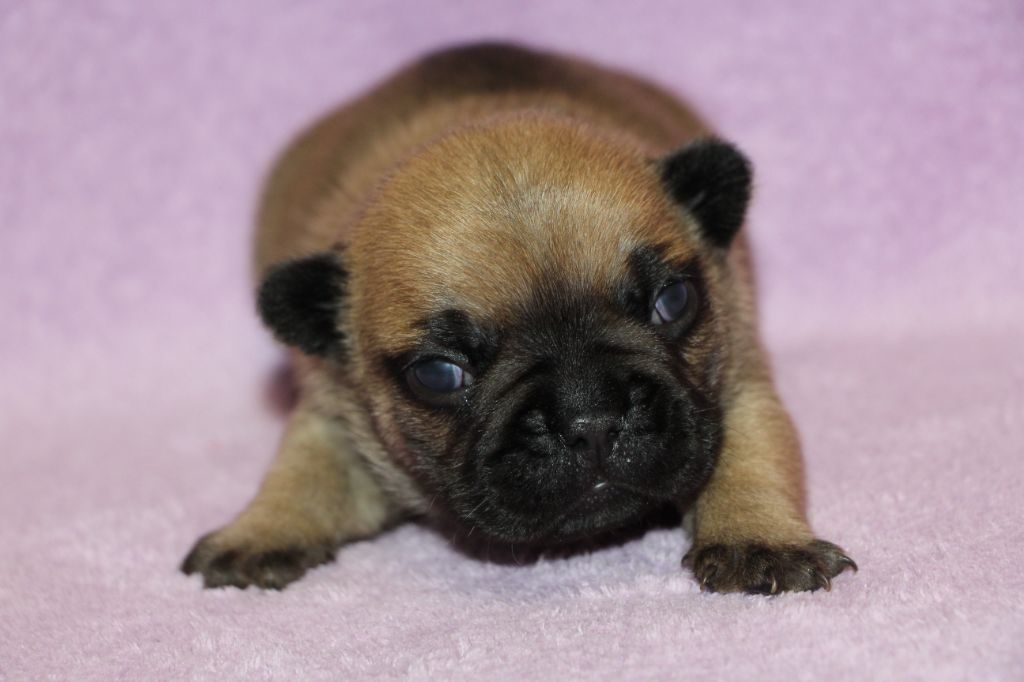 des Dunes de Mondopale - Chiots disponibles - Bouledogue français