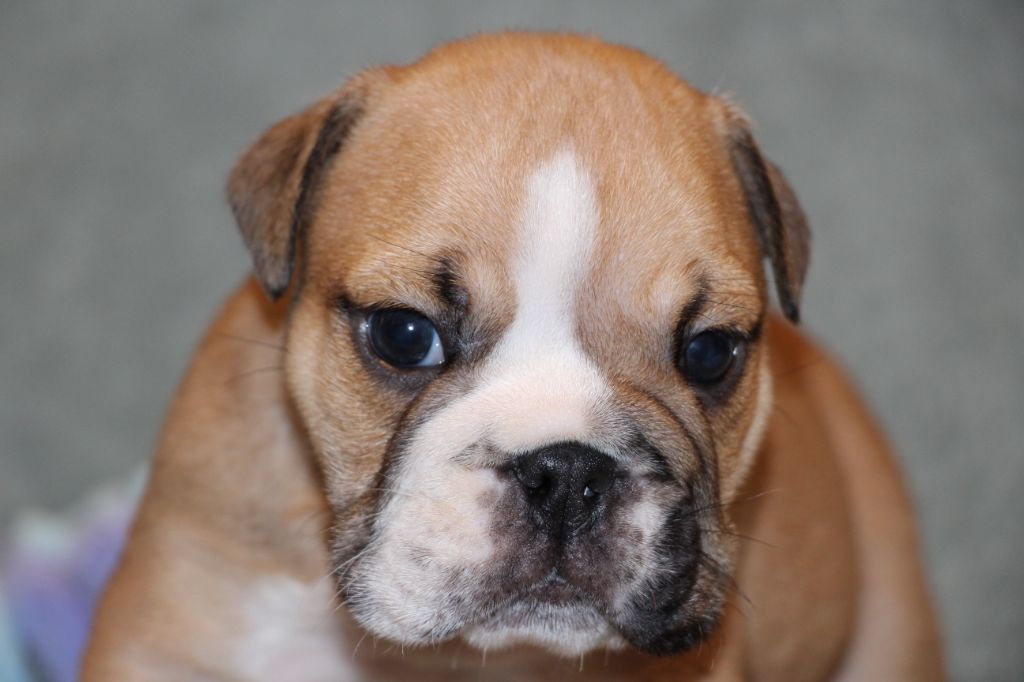 des Dunes de Mondopale - Chiots disponibles - Bulldog Anglais