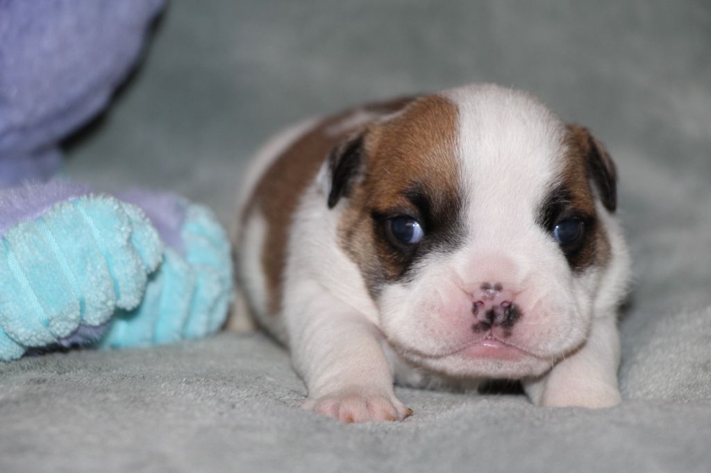 des Dunes de Mondopale - Chiots disponibles - Bulldog Anglais