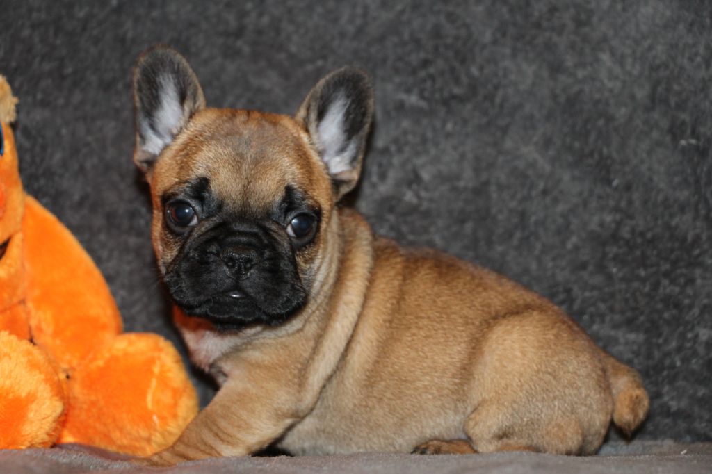 des Dunes de Mondopale - Chiots disponibles - Bouledogue français