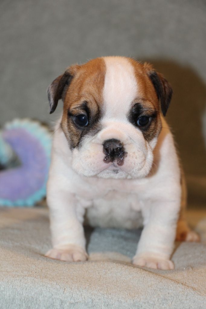 des Dunes de Mondopale - Chiots disponibles - Bulldog Anglais
