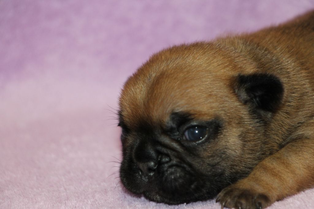 des Dunes de Mondopale - Chiots disponibles - Bouledogue français