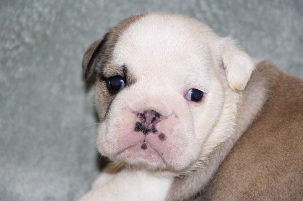 des Dunes de Mondopale - Chiots disponibles - Bulldog Anglais