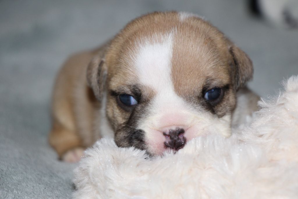 des Dunes de Mondopale - Chiots disponibles - Bulldog Anglais