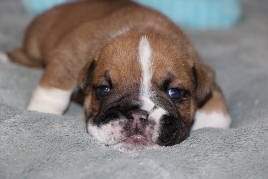 des Dunes de Mondopale - Chiots disponibles - Bulldog Anglais