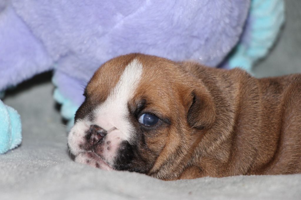 des Dunes de Mondopale - Chiots disponibles - Bulldog Anglais