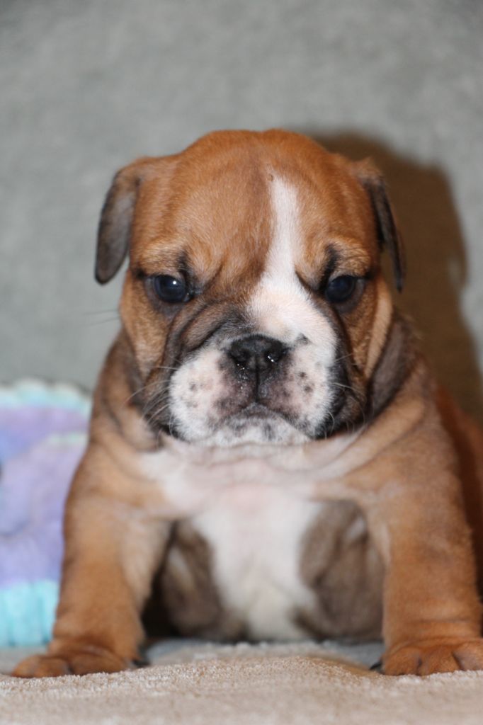 des Dunes de Mondopale - Chiots disponibles - Bulldog Anglais